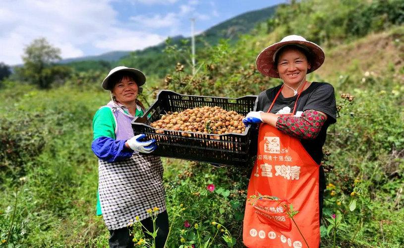 金秋十月是丰收的季节,在宣威市海岱镇羊场村,满山遍野一片金黄.